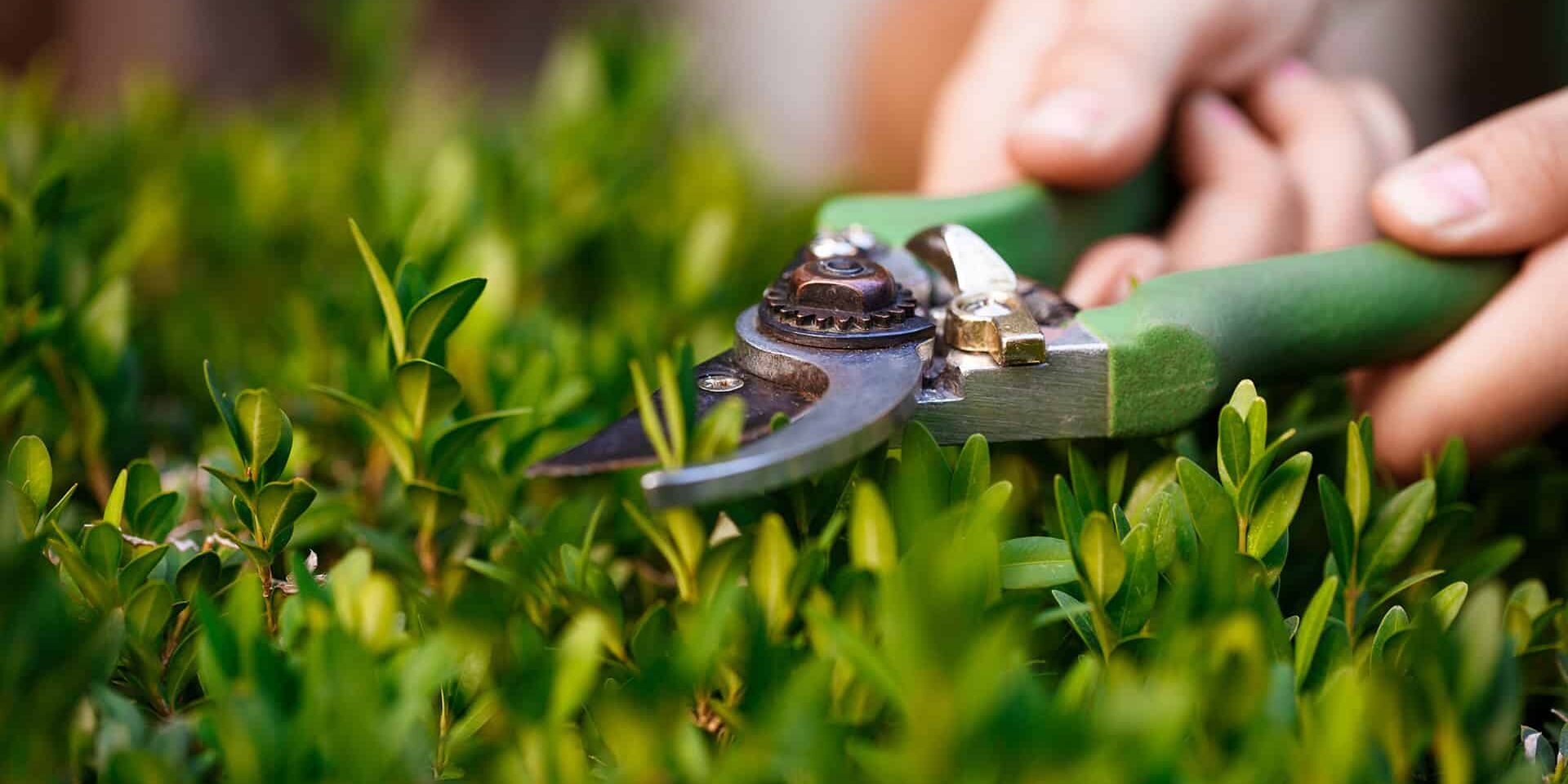 Trendy Ogrodnicze 2025