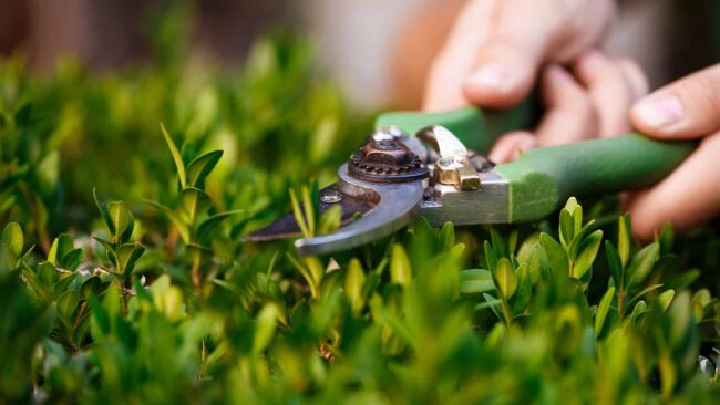 Trendy Ogrodnicze 2025